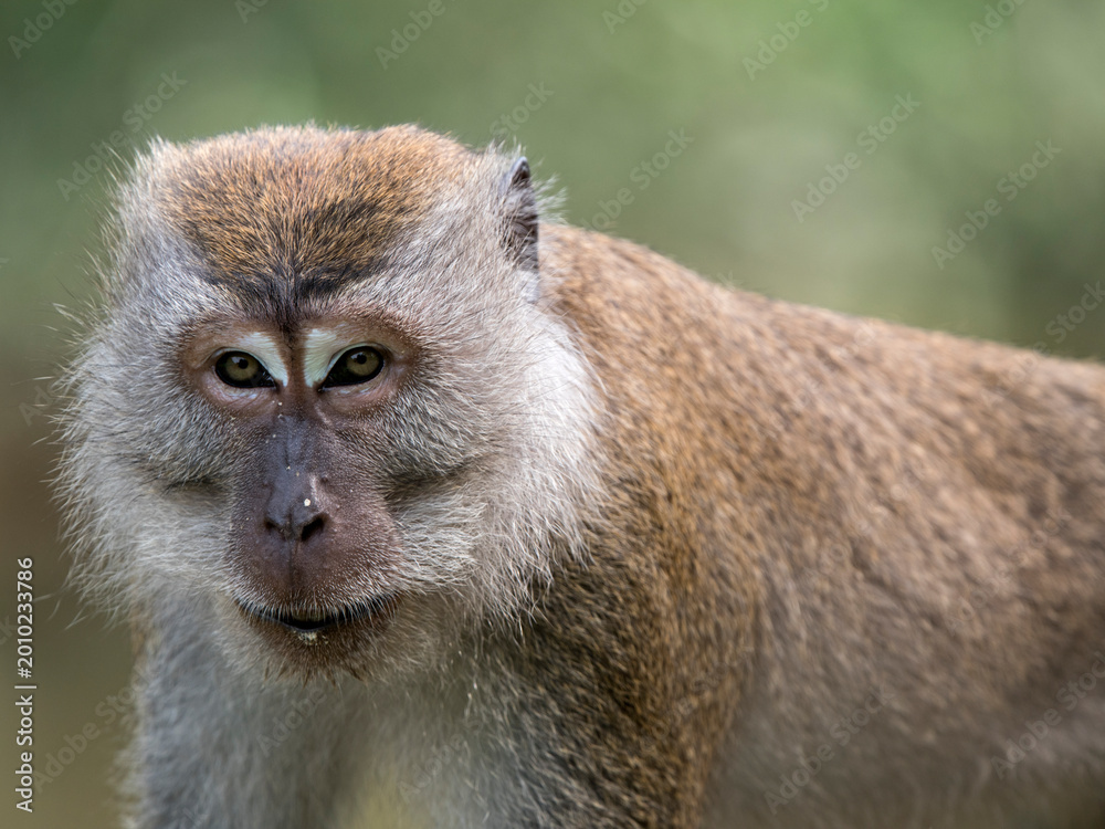 Obraz premium portrait of monkey