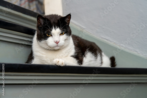 Fotografie An overweight black and white tomcat is lying relaxed on a gray-painted step in