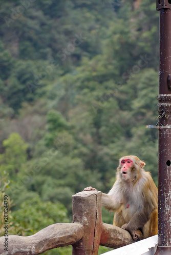 A wild macaque perches calmly on a tree branch in Zhangjiajie National Forest Park, framed by lush greenery. This quiet moment in nature captures the park’s rich wildlife and serene, untamed beauty.