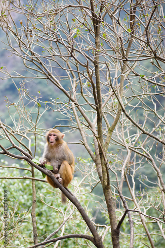 A wild macaque perches calmly on a tree branch in Zhangjiajie National Forest Park, framed by lush greenery. This quiet moment in nature captures the park’s rich wildlife and serene, untamed beauty.