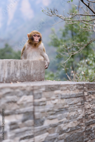 A wild macaque perches calmly on a tree branch in Zhangjiajie National Forest Park, framed by lush greenery. This quiet moment in nature captures the park’s rich wildlife and serene, untamed beauty.