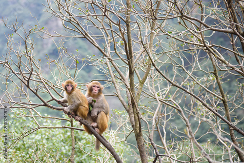 A wild macaque perches calmly on a tree branch in Zhangjiajie National Forest Park, framed by lush greenery. This quiet moment in nature captures the park’s rich wildlife and serene, untamed beauty.