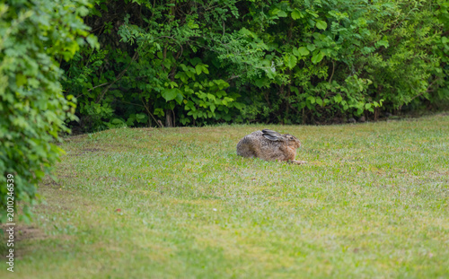 Brown hare in the wild in a park