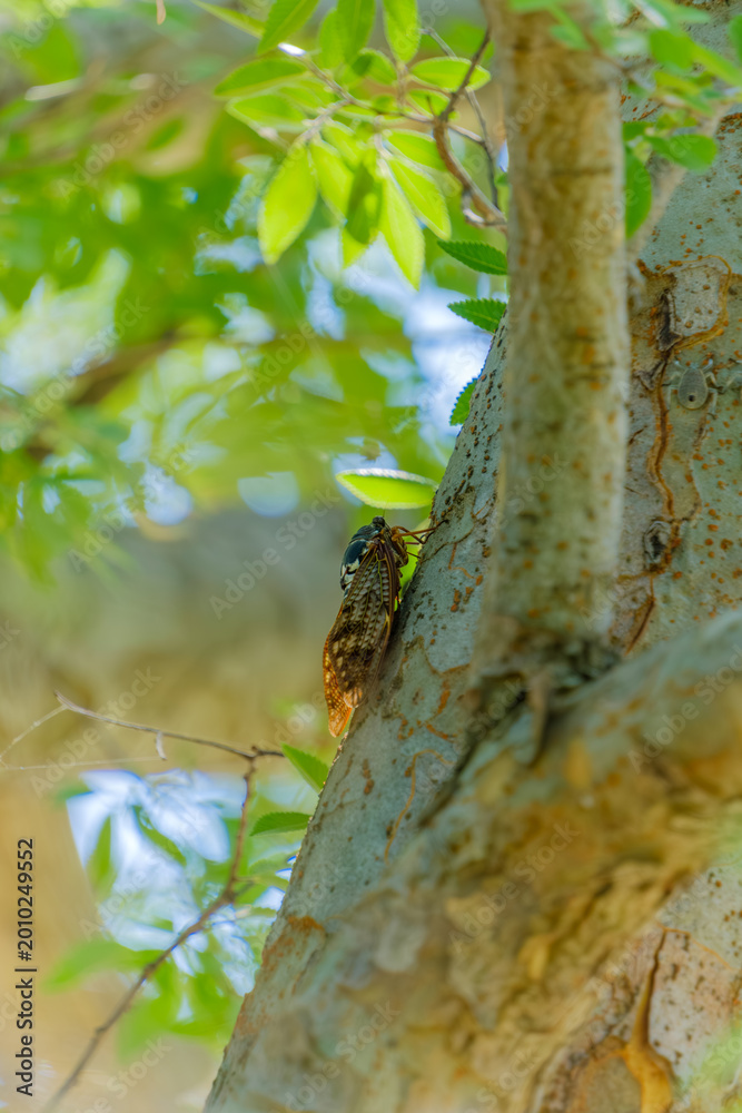 Fototapeta premium Large Brown Cicada Graptopsaltria nigrofuscata resting on a tree trunk with fresh green leaves and sunlight in summer Japan