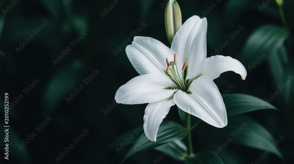 Fototapeta premium A single white lily flower in bloom, surrounded by green leaves against a dark, blurred background.