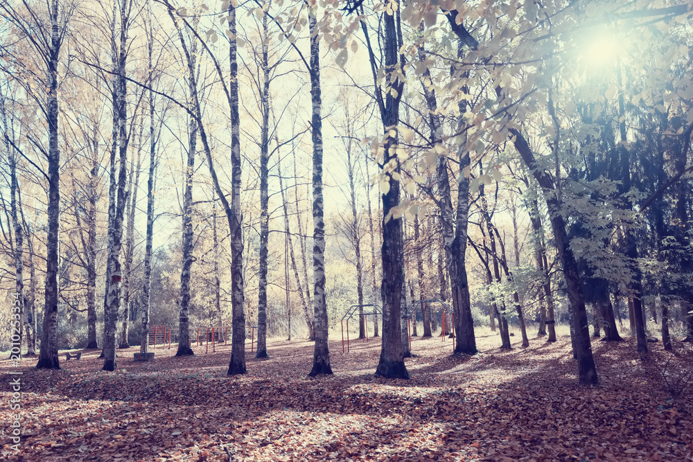 Fototapeta premium autumn park, nature landscape, trees in a seasonal background