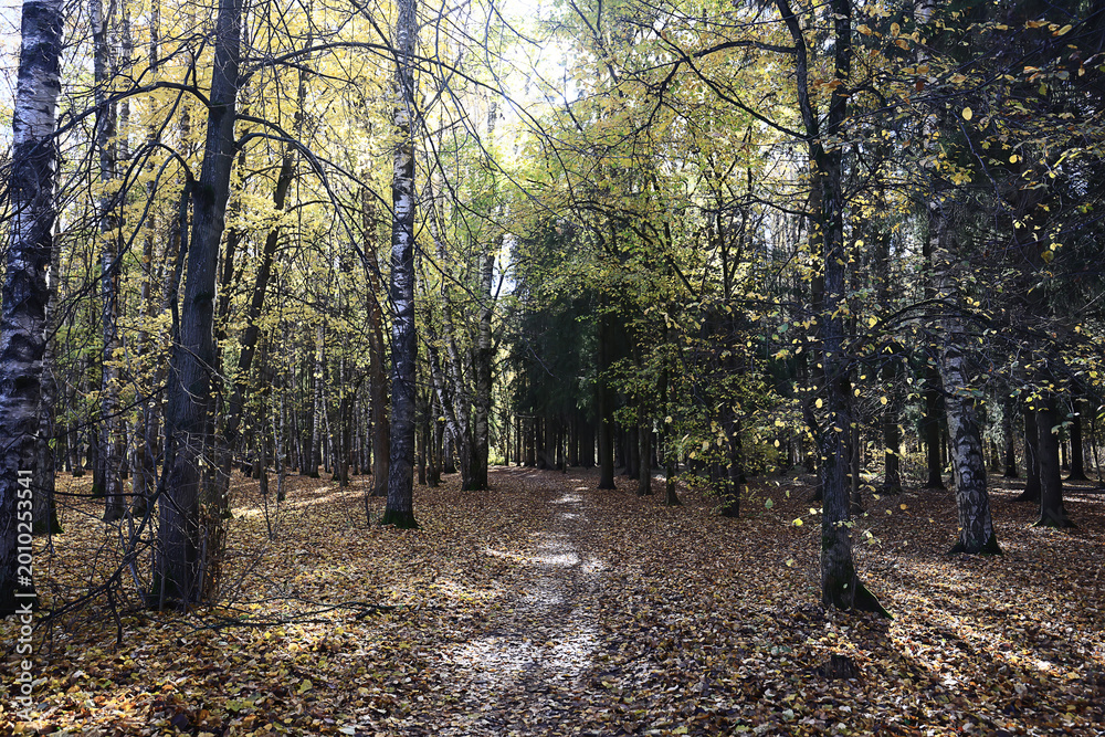 Fototapeta premium autumn park, nature landscape, trees in a seasonal background