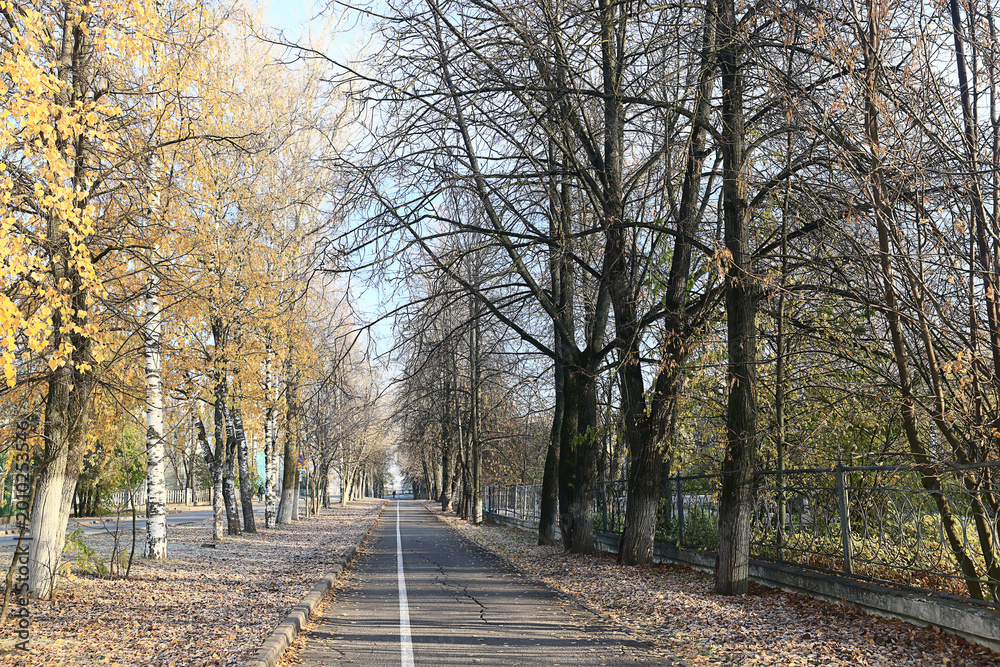 Fototapeta premium autumn park, nature landscape, trees in a seasonal background