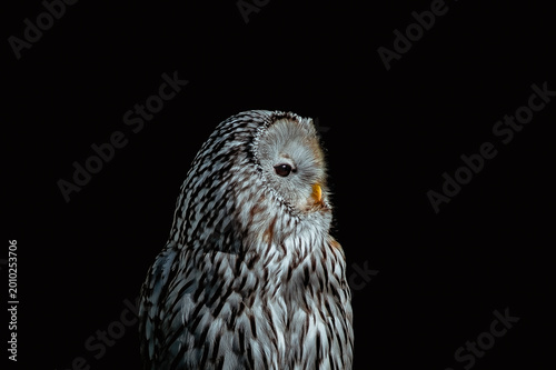 Close-up portrait of a Ural owl (Strix uralensis) on a black background