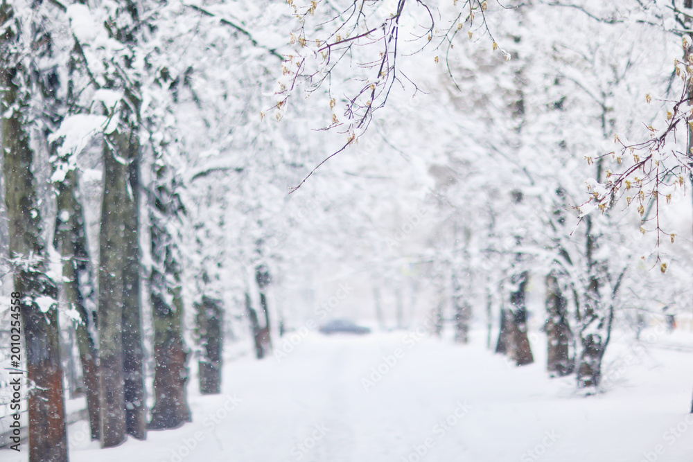 Fototapeta premium Snowfall in a winter park, landscape trees covered with snow, nature background, seasonal weather background