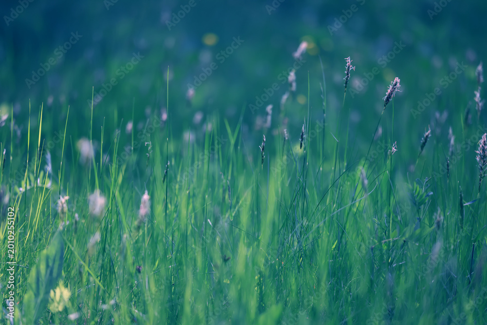 Obraz premium background of fresh green grass, nature in the field