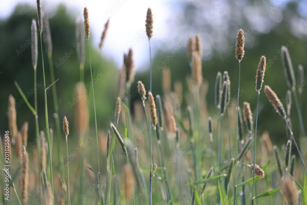 Obraz premium background of fresh green grass, nature in the field