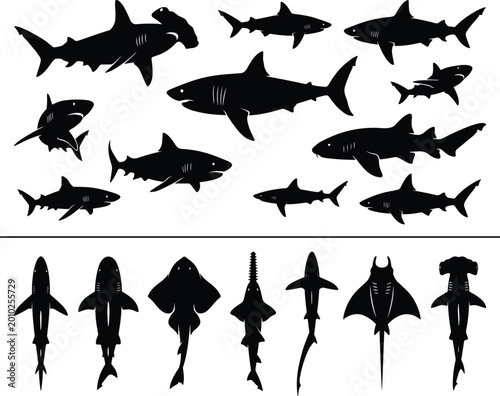 Photos Shark silhouette collection with multiple species top and side views isolated bl