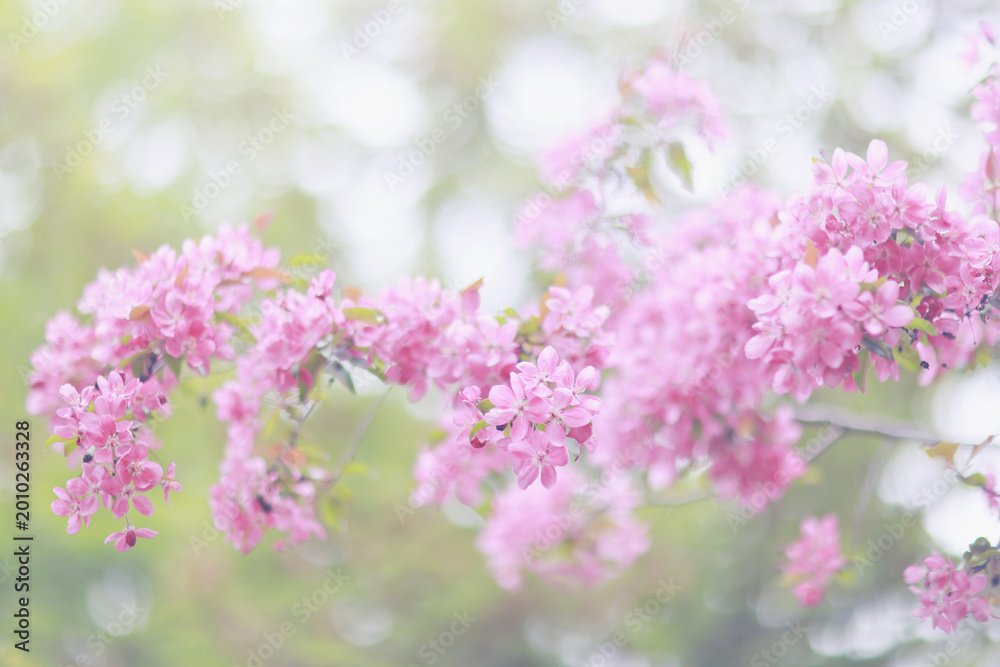 Obraz premium Cherry blossom spring flowers nature background