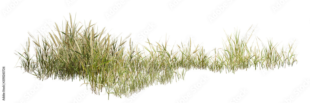 Naklejka premium grass isolated on white background/High-resolution image of wild grass clumps isolated on a clean white background, featuring sharp details and natural green texture, perfect for design and nature-rel