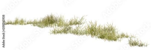 grass on white background/High-resolution isolated wild grass plant on white background, sharp focus nature element for architectural visualization and landscape design.