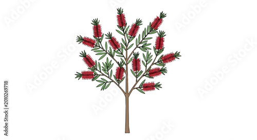 Red Bottlebrush Tree Illustration with Green Leaves and Cylindrical Flowers on White Background