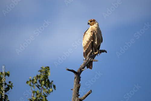 Foto Tawny eagle overlooking the landscape