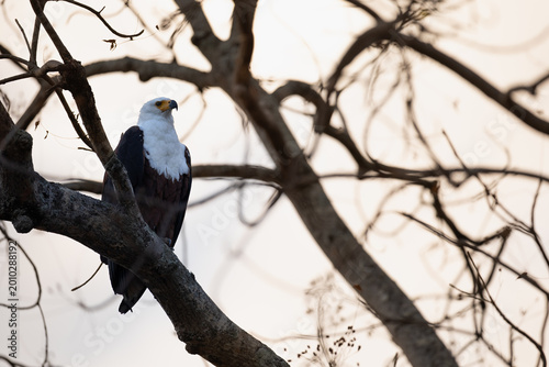 Schilderij op canvas Fish eagle prowling in golden light