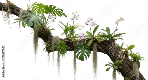 Tropical epiphytic plants, including monstera leaves, orchids, and spanish moss, growing on a textured tree branch against a black background