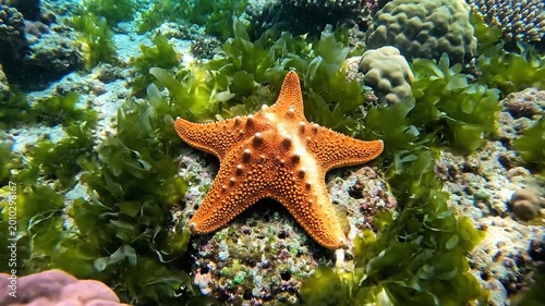 Orange Starfish Resting On A Coral Reef Underwater With Green Seaweed And Sunlight