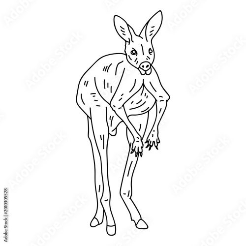 Fotografie Kangaroo ear leg tail stroke
