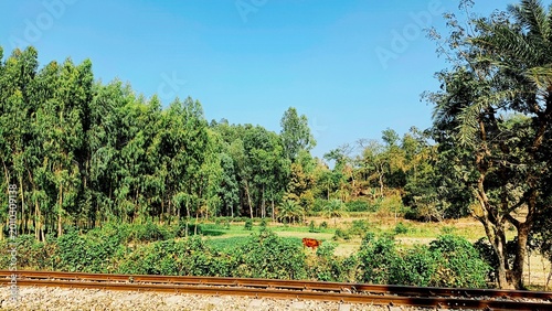 sunlit rural farmland with lush green crops and distant trees under clear blue sky