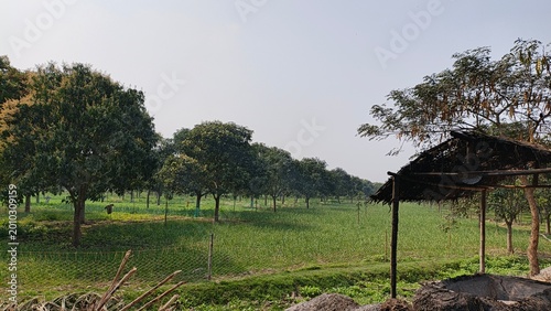 tranquil rural vineyard with wooden shelter in lush green countryside under clear sky
