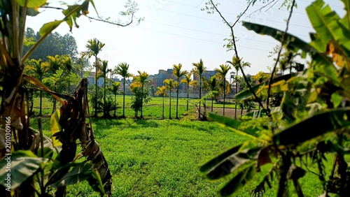 aerial view of lush green rice terrace fields with farmers working in tropical rural landscape