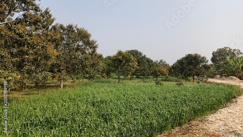 sunlit citrus orchard with green trees and dirt path in rural countryside landscape