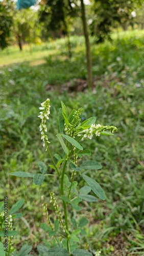 Close-up of wild white yarrow flowers blooming in sunlit meadow with green foliage background