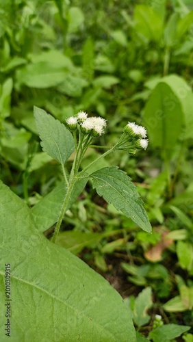 close-up of white yarrow flowers blooming in wild green meadow with soft natural lighting