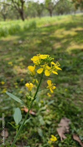 close-up of bright yellow wild mustard flowers blooming in spring meadow with soft natural lighting