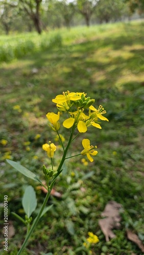 Bright yellow wild mustard flowers blooming in lush green spring field with soft natural lighting