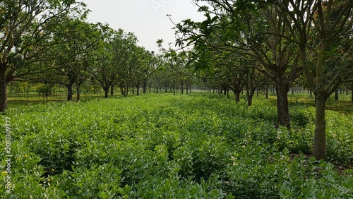 sunlit citrus orchard with lush green trees and vibrant foliage in rural agricultural landscape