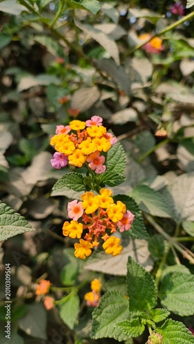 close-up of vibrant yellow and red tansy flower cluster in summer garden with green foliage