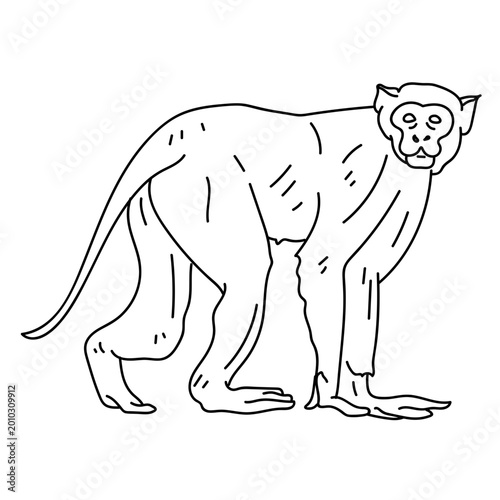 Photography Capuchin monkey walking line