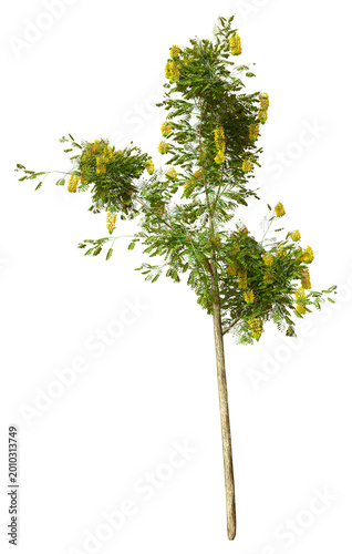 3D Rendering Laburnum Tree on White