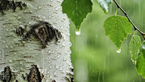 Close up of birch tree bark and green leaves during a rain shower.
