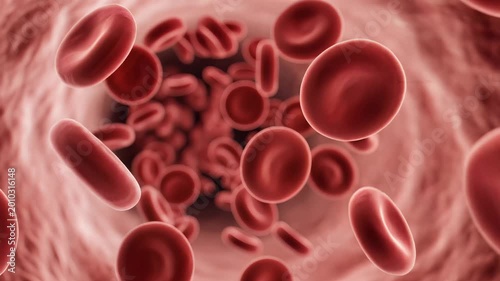 Closeup view of red blood cells flowing through a blood vessel.