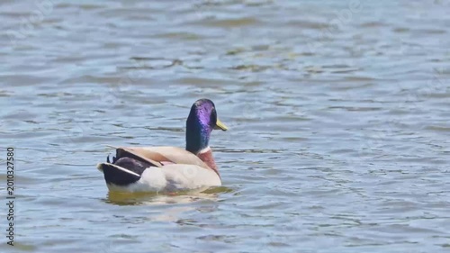 Male drake duck on the water. 