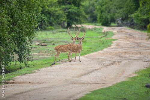 Two Spotted Deer Stags Standing on a Safari Path