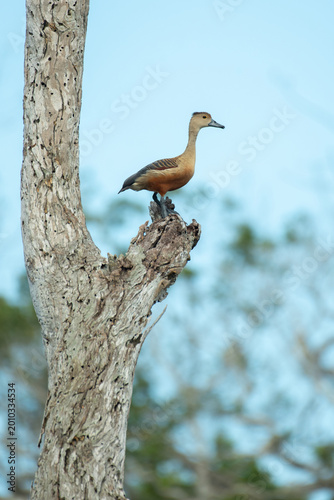 Lesser Whistling Duck Perched High on a Dead Tree Trunk