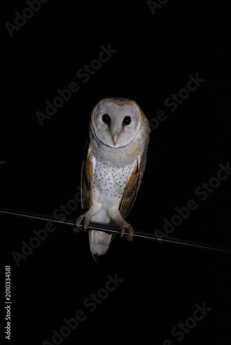 Barn Owl Perched on a Wire at Night
