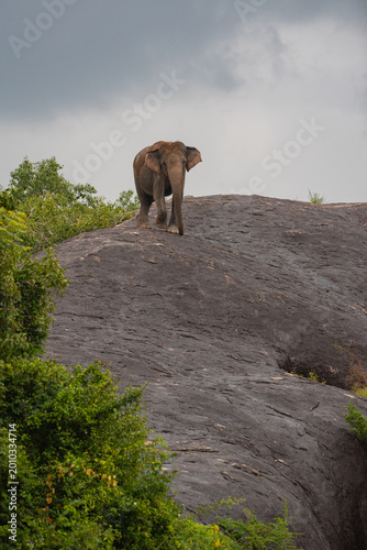 Wild Asian Elephant Standing on a Large Rock Formation