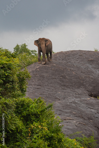 Wild Asian Elephant Standing on a Large Rock Formation