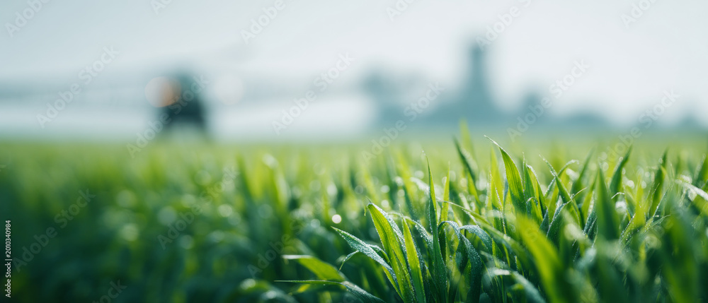 Fototapeta premium Close-up of green grass with blurred background