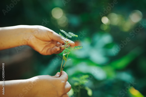 Photos Hands holding and caring a green young plant