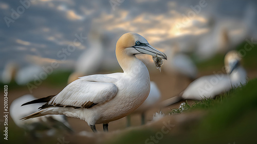 A gannet standing on grass with a mouthful of twigs and leaves outdoors