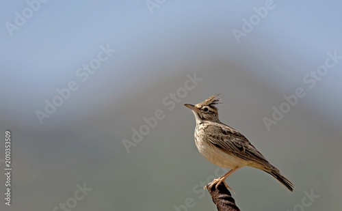 Tableau sur toile Crested Lark - Galerida cristata, Crete